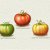 Tomato-Varieties