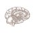 brain-cutaway