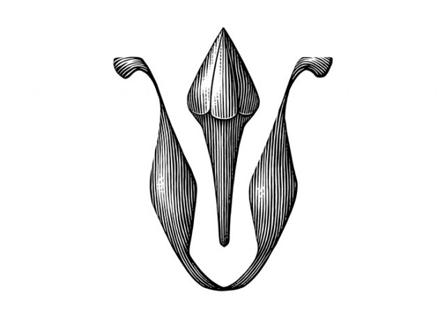 agave-logo-art
