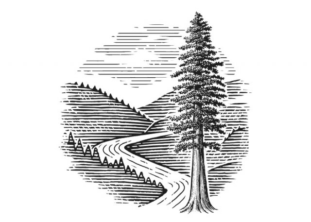 redwood-tree-logo