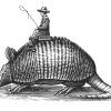 armadillo-art