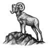 mountain-ram