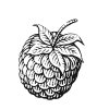 raspberry