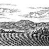 vineyard-final-art