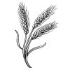 wheat