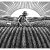 farmer-art